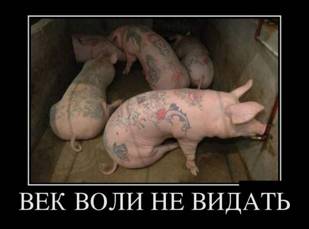 Демотиваторы (30 фото)
