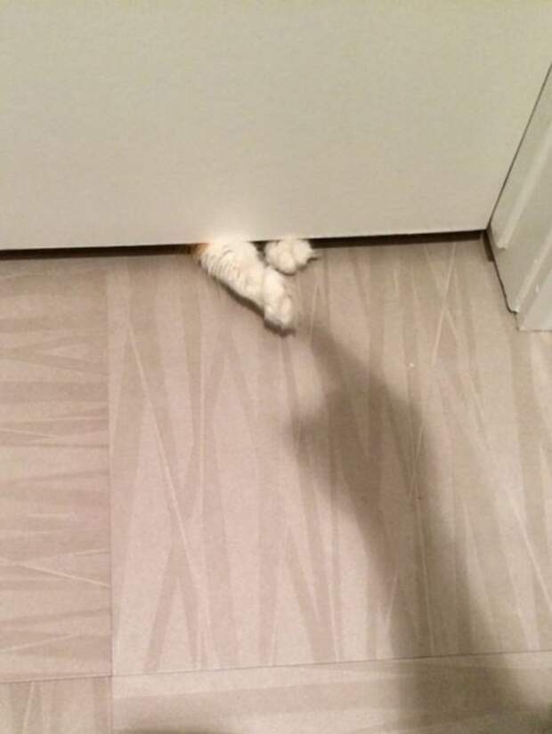 Забавные котоприколы (18 фото)