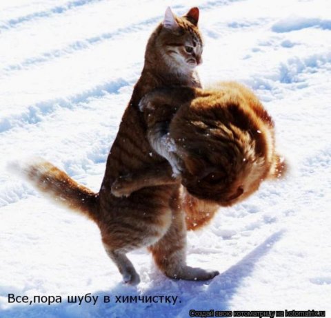 Котоматрицы