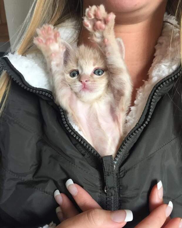 Без кота и жизнь не та