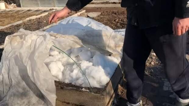 Как получить два урожая моркови в год не прореживая и не пропалывая