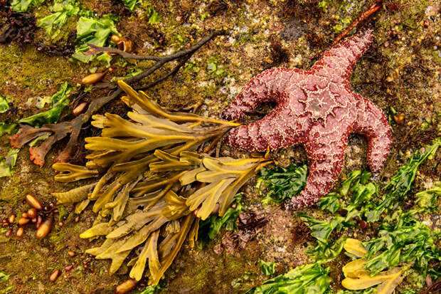 Фиолетовая морская звезда, Национальный парк Олимпик, Вашингтон
