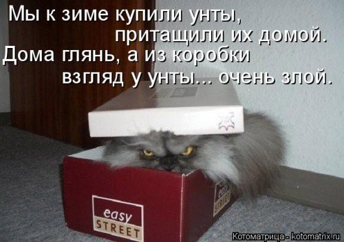 Лучшая котоматрица за неделю (32 фото)