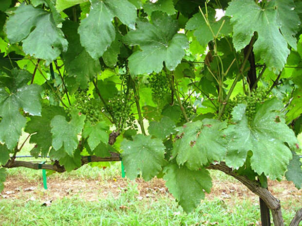 Обрезка поможет ускорить процесс созревания винограда