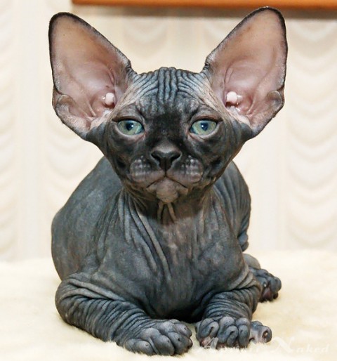 The Hairless Cat