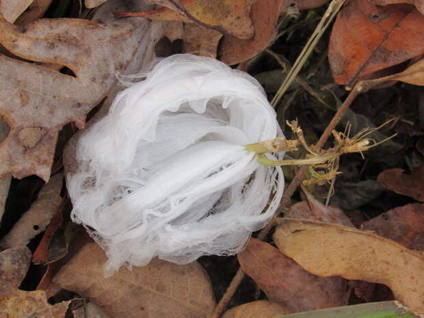The delicate-looking ice is a fleeting wonder.