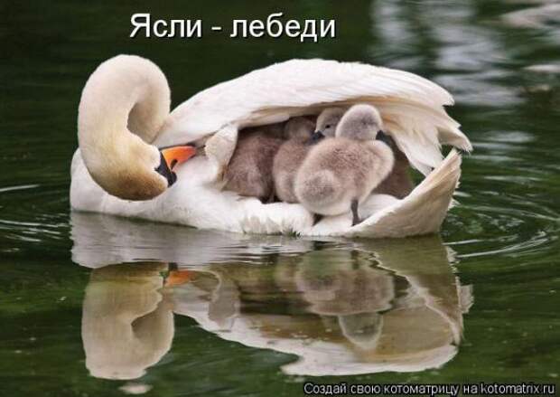 Котоматрицы(картинки с надписями)