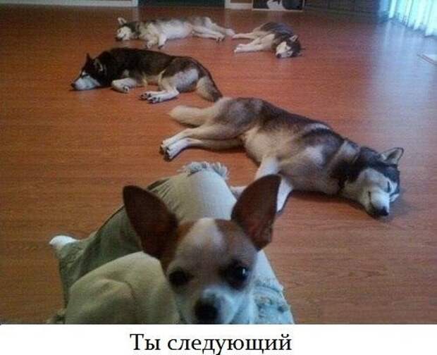 юмор