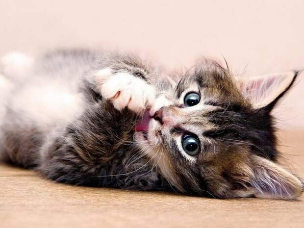 4497432_kotenok_2 (700x525, 244Kb)