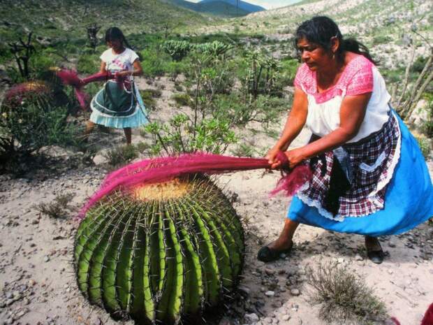 Так мексиканские женщины вычесывают шерсть при помощи кактусов интересное, кактусы, природа, растения, факты