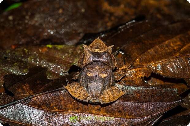Квакша-треуголка (лат. Hemiphractus scutatus)