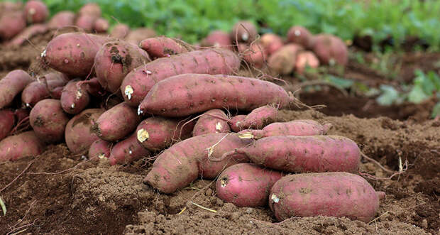 sweet potatoes