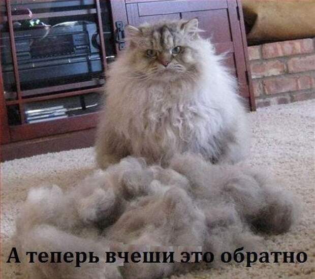 кот, прикол, юмор