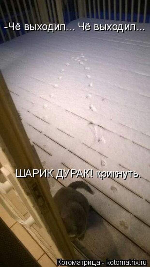 Лучшая котоматрица за неделю (32 фото)