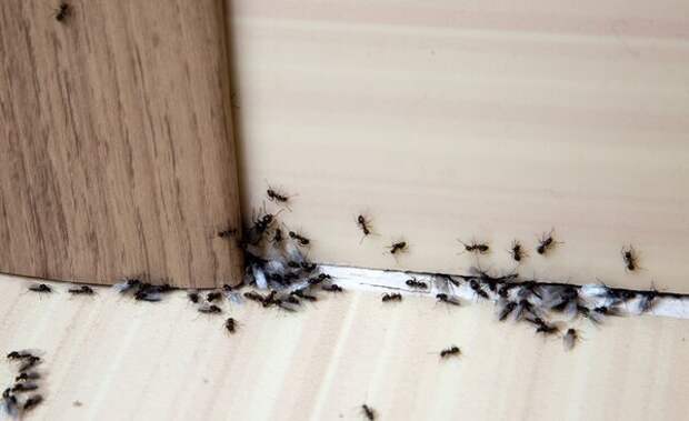 Картинки по запросу "Простое средство от муравьев""