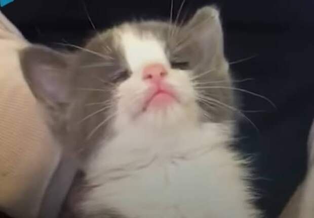 Котенок не видит Бело-серый котенок