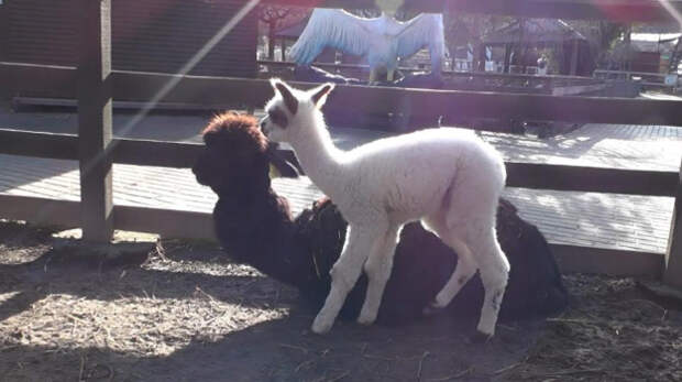 В Новогоднюю ночь в Бахчисарайском парке миниатюр появилась Надежда