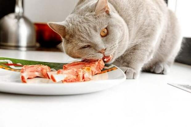 Котейка крадет из тарелки еду Кот ест мясо