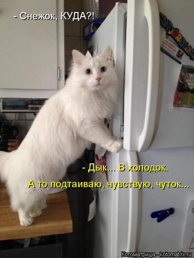 Котоматрица: - Дык... В холодок. А то подтаиваю, чувствую, чуток... - Снежок, КУДА?!