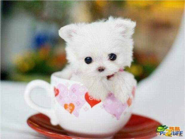 Милые собачки / Cute dogs - Muz4in.Net