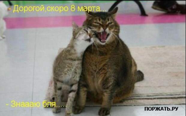Ржачные картинки животных, смешные надписи.