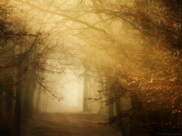 Осенние фотопейзажи Неллеке Питерс (Nelleke Pieters)