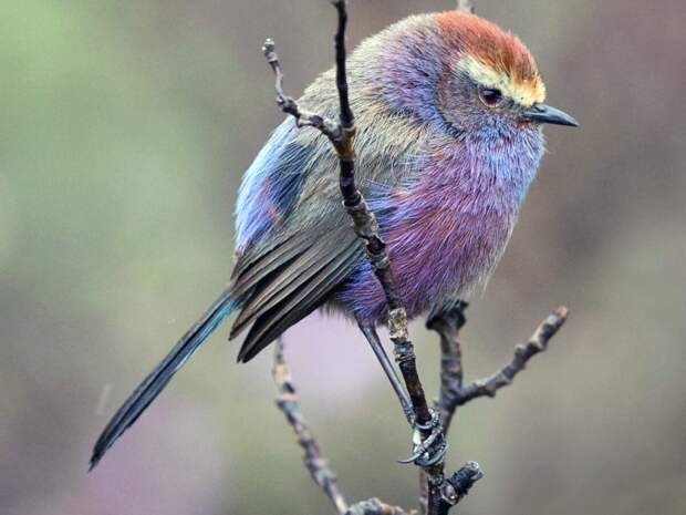 White-browed Tit-Warbler - David Irving