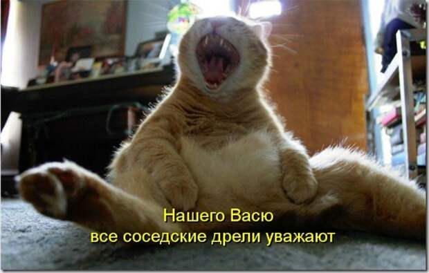 kotomatritsa_lv
