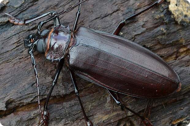 Жук Дровосек-титан (лат. Titanus giganteus)
