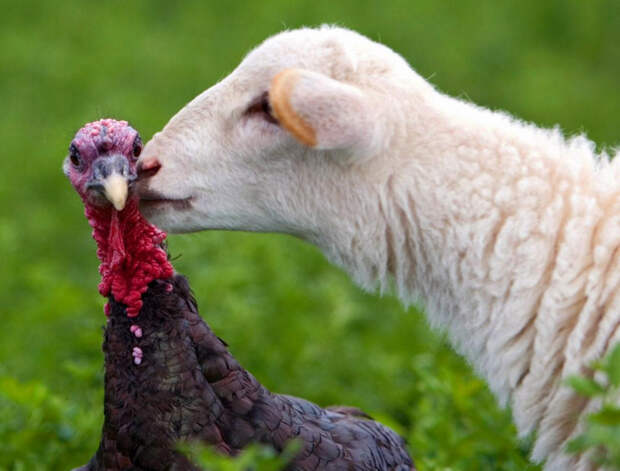 Kissing Animals