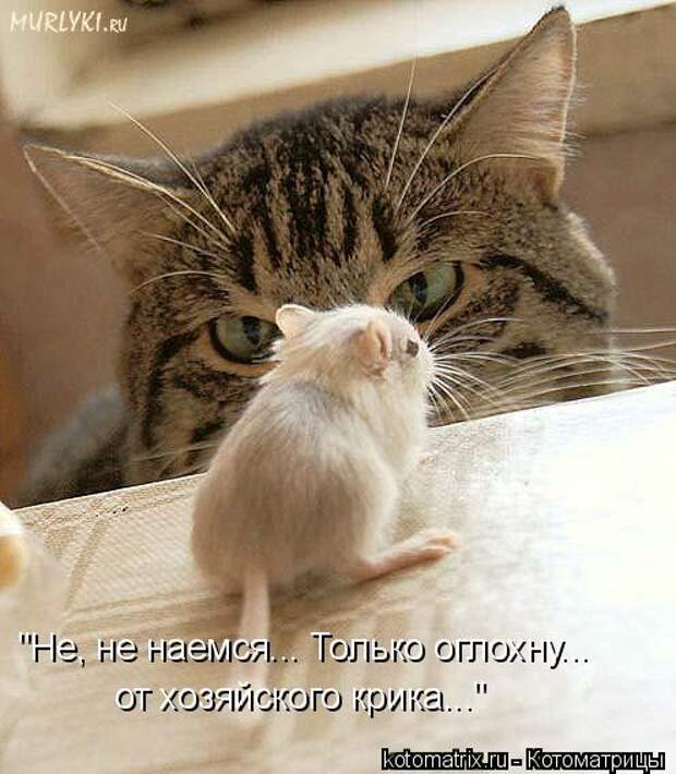 Котоматрица - 