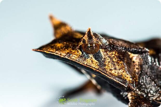 Квакша-треуголка (лат. Hemiphractus scutatus)