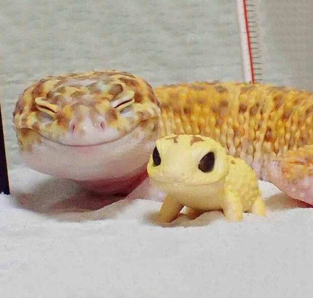 20 животных, которых так и распирает от родительской гордости