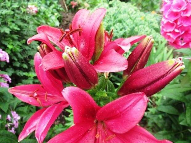 Чтобы лилии обильно и пышно цвели, что сделать с цветами весной в апреле