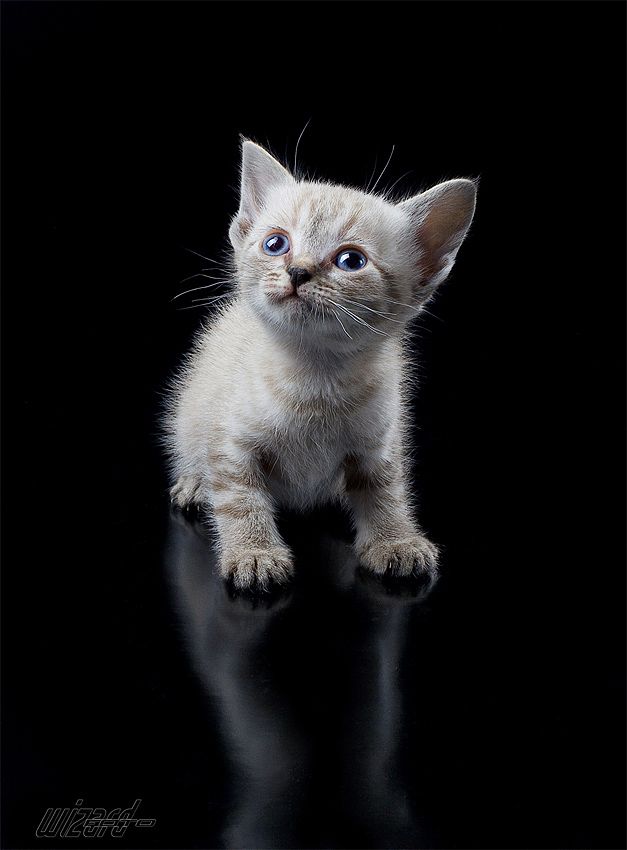 Позитив. Классные животные (89 фото)