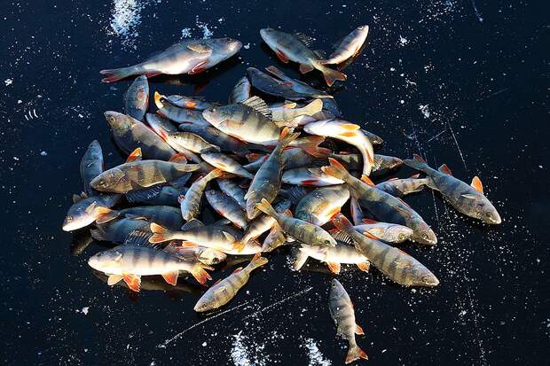 Суточные нормы вылова рыбы уже установлены действующим законом о рыболовстве для всех регионов России Фото: Сергей КУРОЧКИН