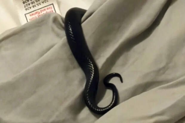Сбежавшая от соседей полтора года назад змея забралась в постель к британке
