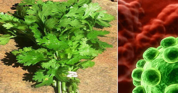Это удивительное растение может убить 86% клеток рака легких