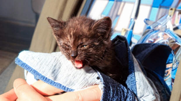 Тестовое испытание