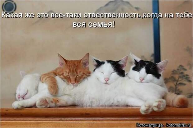 Лучшая котоматрица за неделю (32 фото)