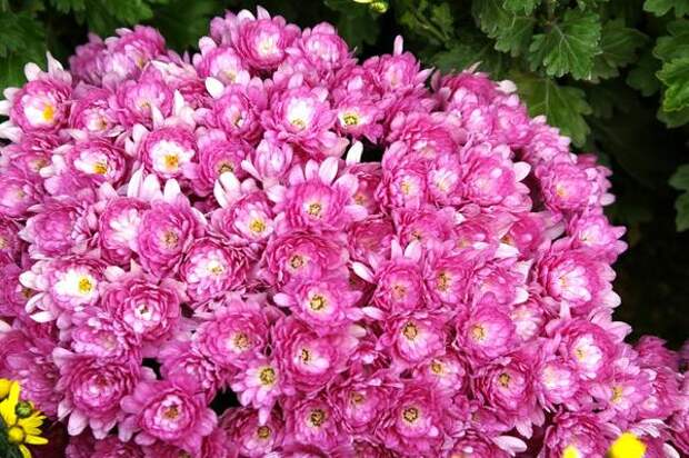 Хризантема садовая сорт Proxima Violet
