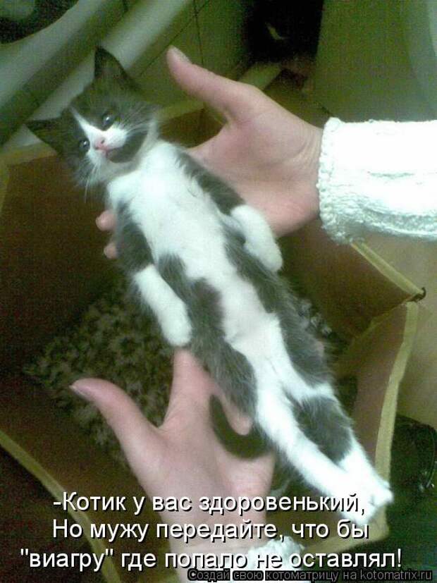 Котоматрица - -Котик у вас здоровенький, Но мужу передайте, что бы 