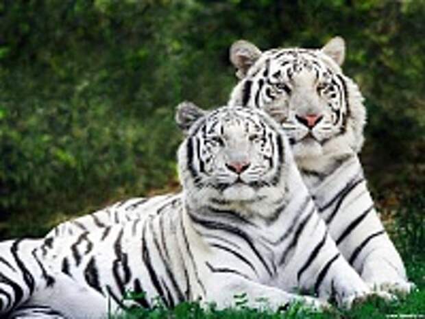 Белые тигры 7