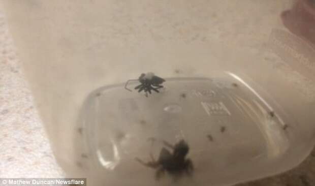 The bizarre 'defence mechanism' was filmed when Mathew Duncan, of Chula Vista, California, when he captured two adult spiders in a jar. Here, you can make out the female beneath the aggressor spider (bottom), while her babies scuttle away after 'jumping' from her back