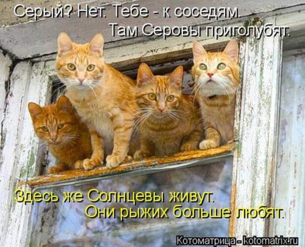 Котоматрицы (картинки с надписями)