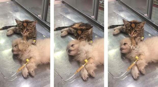 Котёнок утешил больную собаку в ветеринарной клинике в Турции видео, дружба, животные, забота, кот, милота