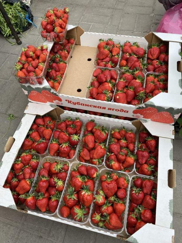 Цена клубники на Кубани вызывает вопросы! Сколько стоит тепличная ягода
