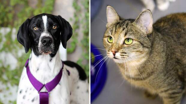 Котопёс недели: возьмите из приюта кошку-малышку Дымку или пса-красавца Имбиря