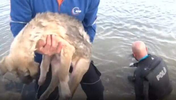 Несчастная собака находилась в ледяной воде и уже не ждала никакого спасения