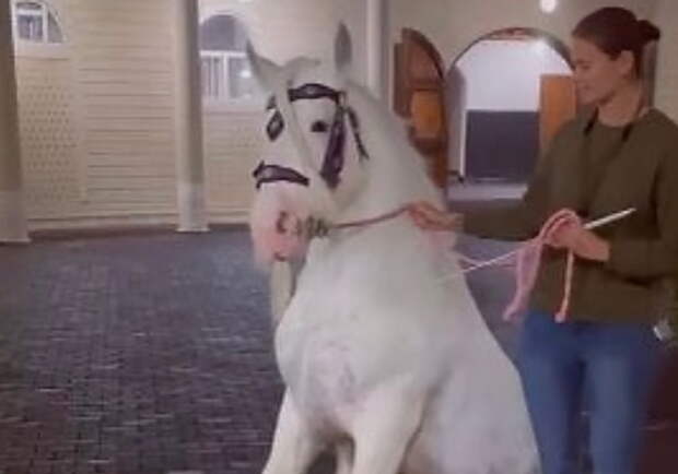 Рамзан Кадыров подарил дочери титулованного коня из Кузбасса